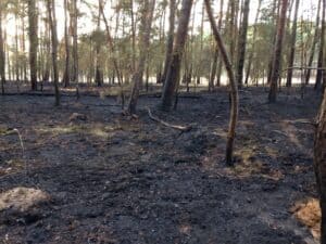 21.07.16 Wald - Feldbrand Bergzow Parchen 11