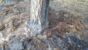 21.07.16 Wald - Feldbrand Bergzow Parchen 7